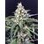 Amazon Haze Auto, Фасовка: 5